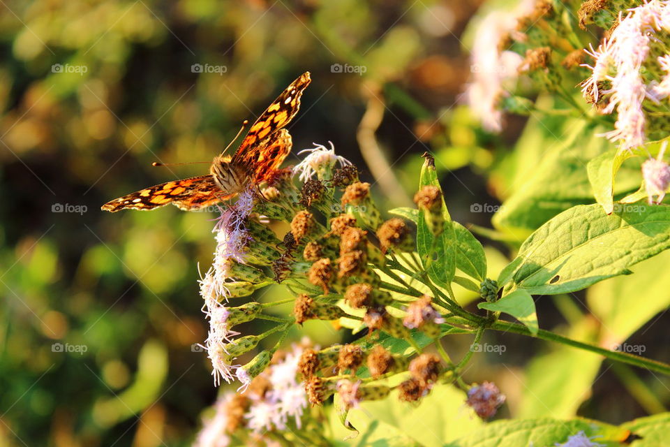 butterfly