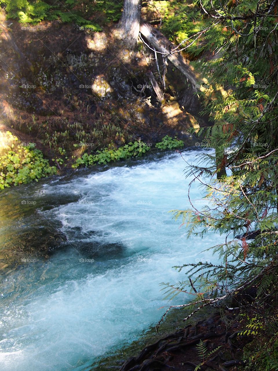 The beautiful McKenzie River in Western Oregon near its headwaters with whitewater and rapids flowing through a canyon covered in trees and greenery on a fall morning at sunrise. 