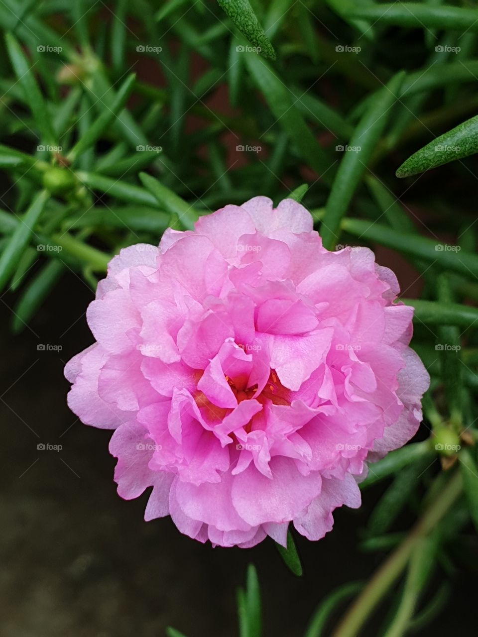 the portulaca grandiflora