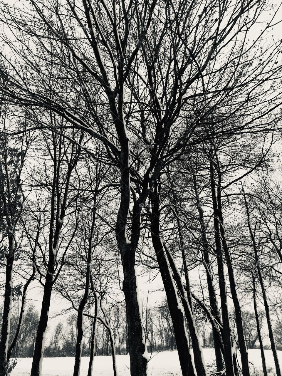 Trees