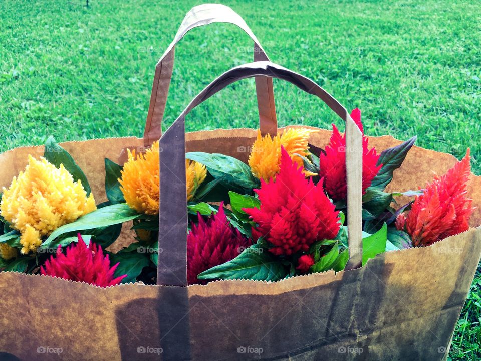 A Bag of Flowers