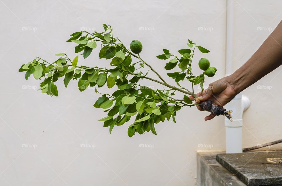 Holding A Key Lime Plant