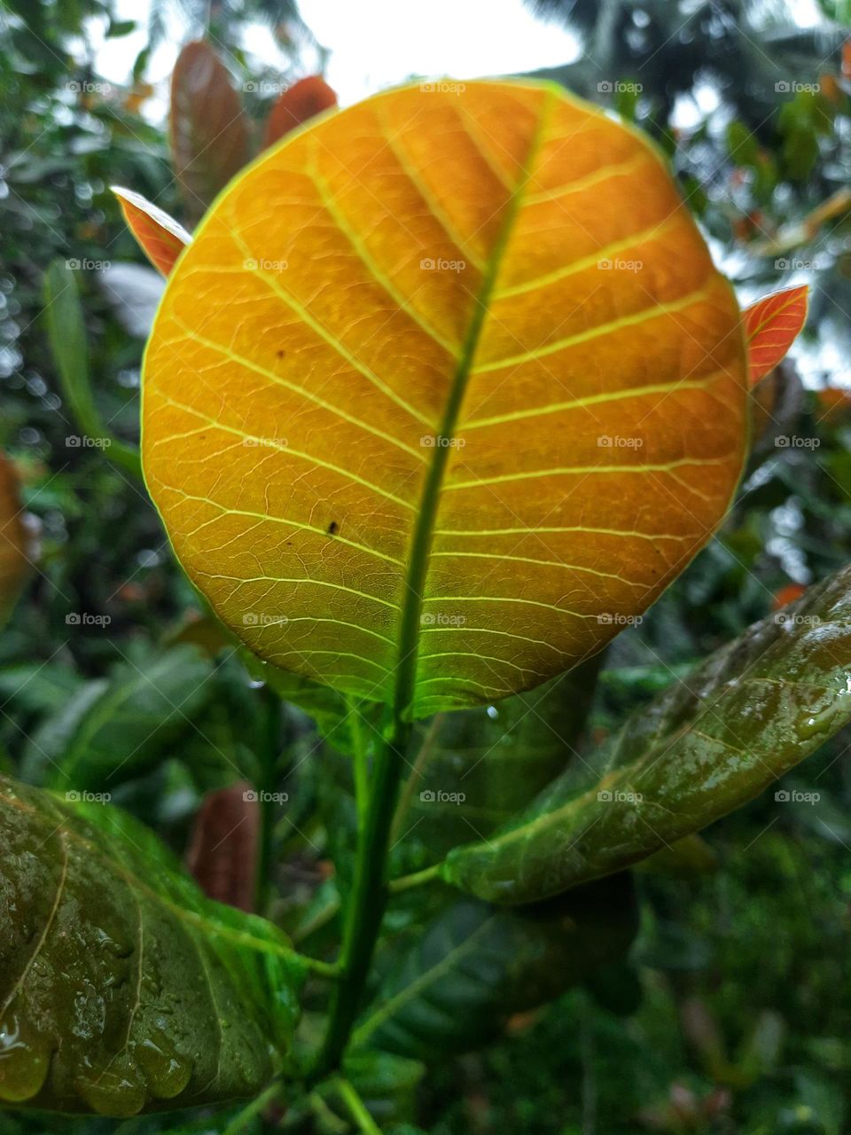 A photo of a light red cashew leaf on a cashew tree.