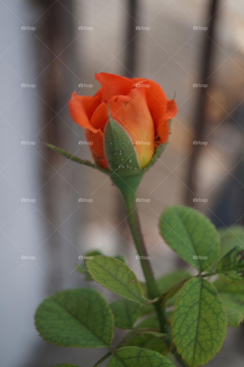 Rose