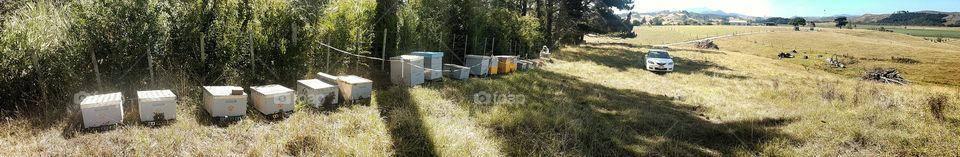 Bee Hives in a row