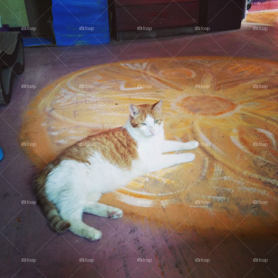 Matching Cat and Circle 