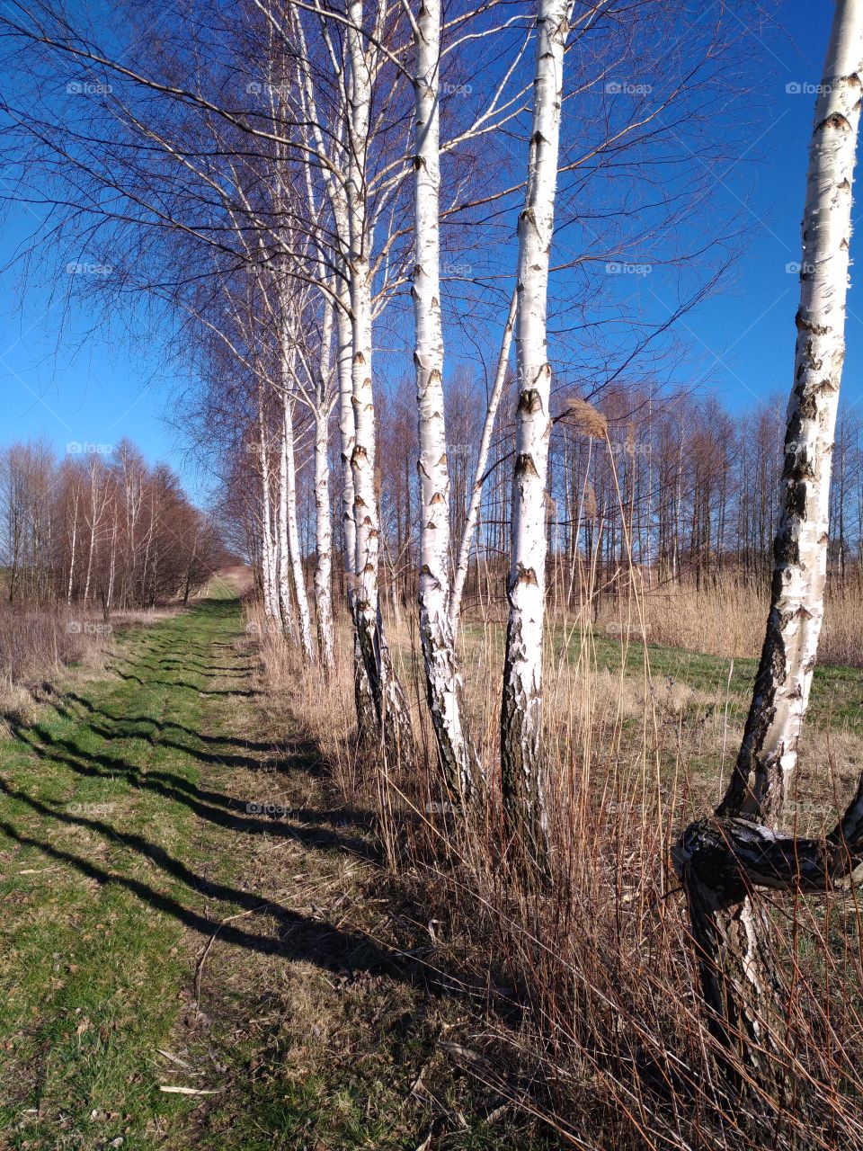 birches