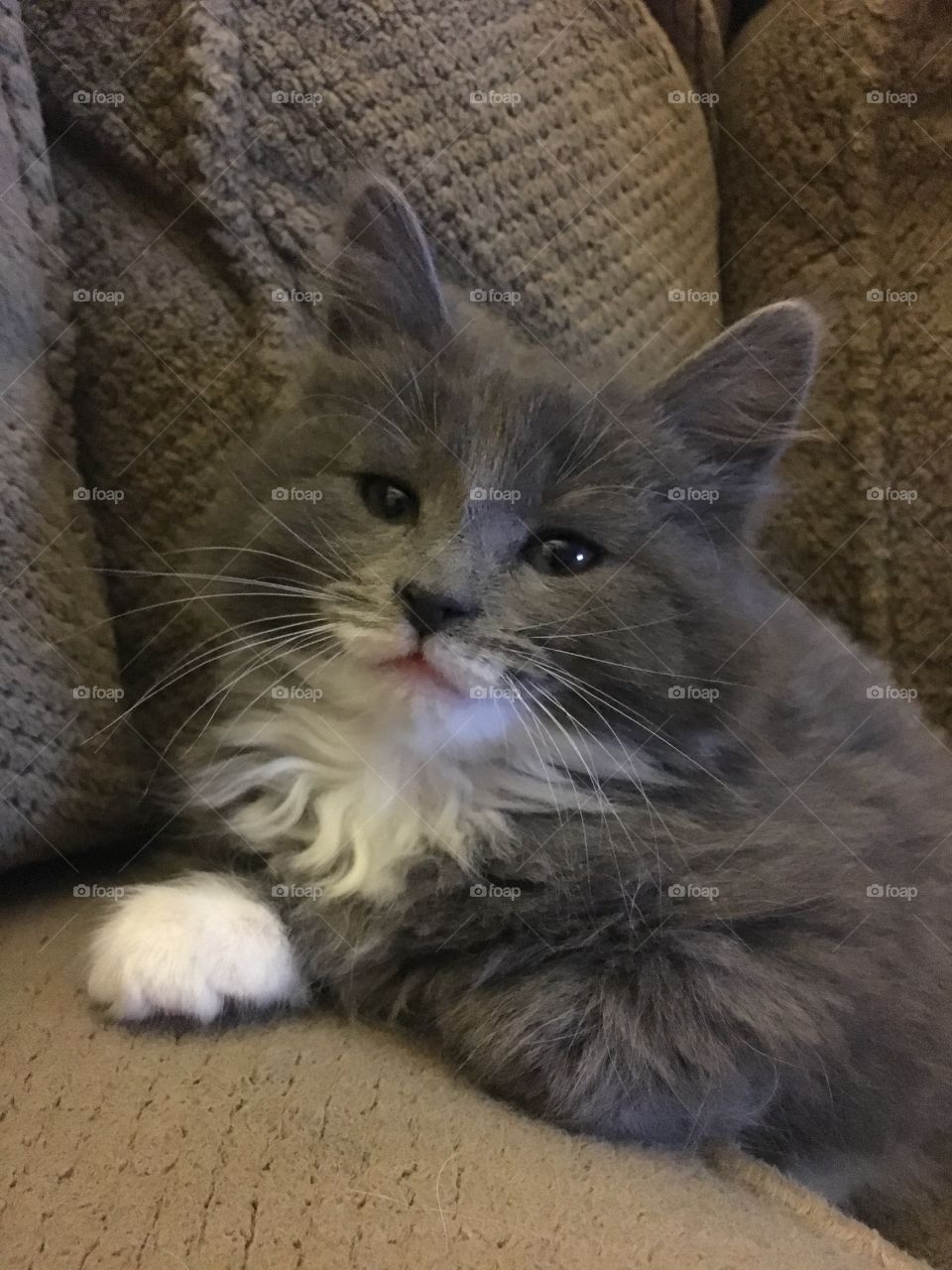 Little Gray Kitten