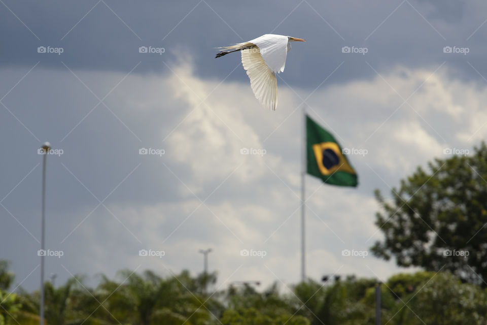 Bird flying in the sky with clouds in the late afternoon. Sky getting cloudy.