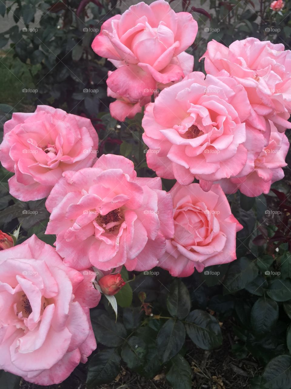 Portland, OR / international rose test garden