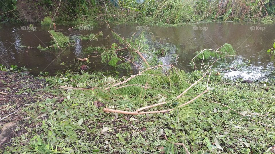falling branches, water running - aftermath Hurricane Irma,  FL  2017