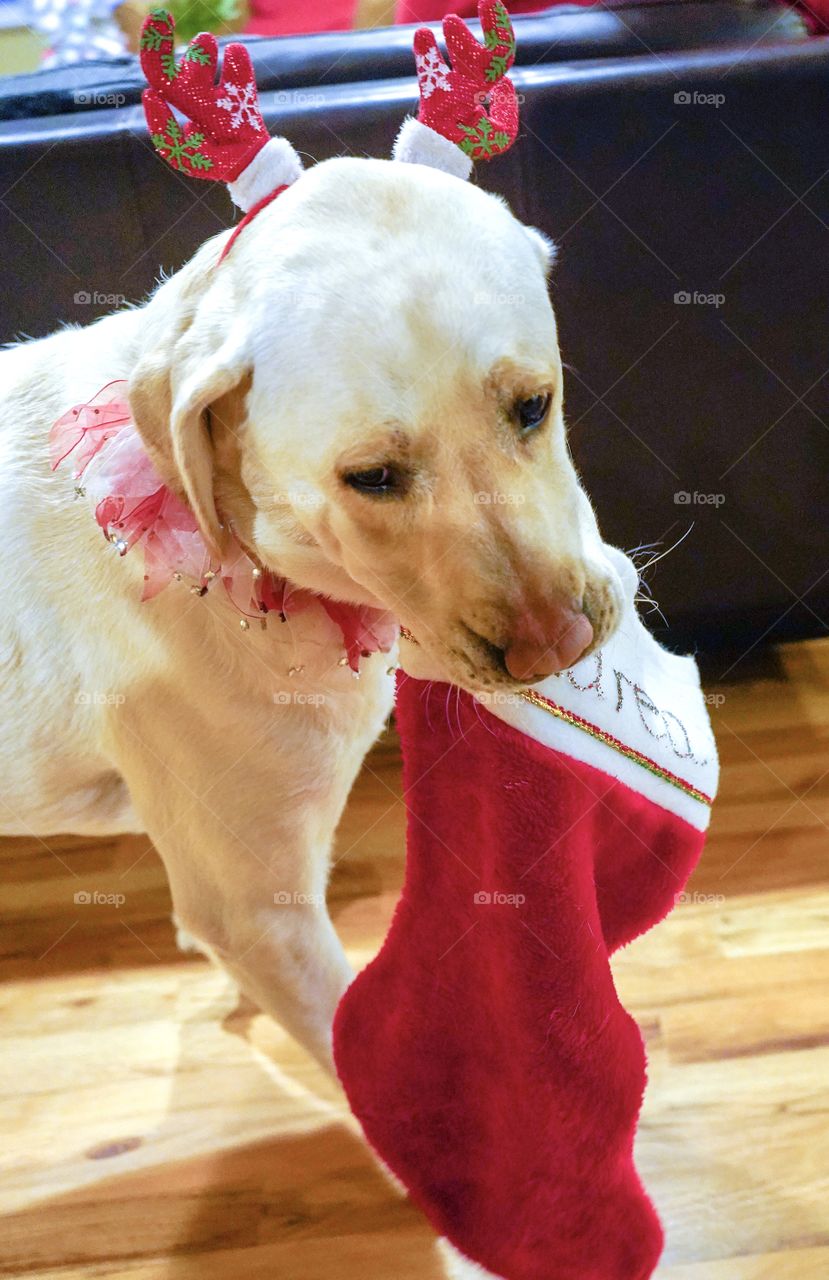 Labrador dog holding a Christmas stocking 