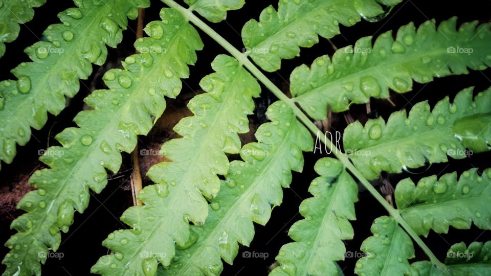 Fresh green fern leaf with raindrop after rain