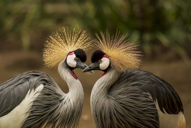 Beauty birds