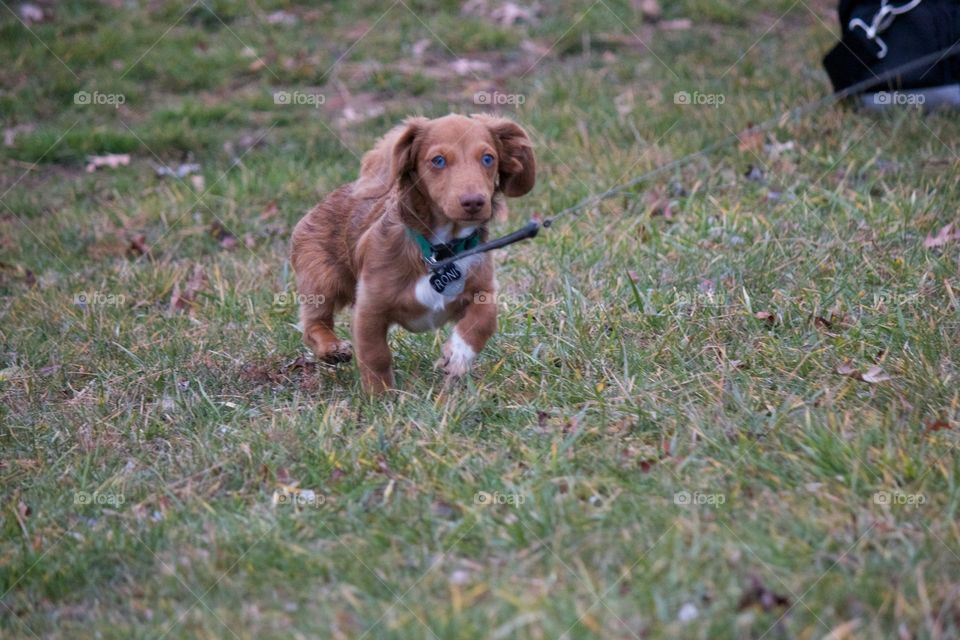 Small puppy running in grass