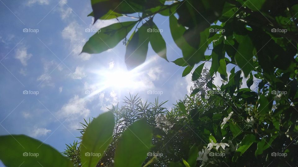 That's how the ants see the sunshine from their eyes