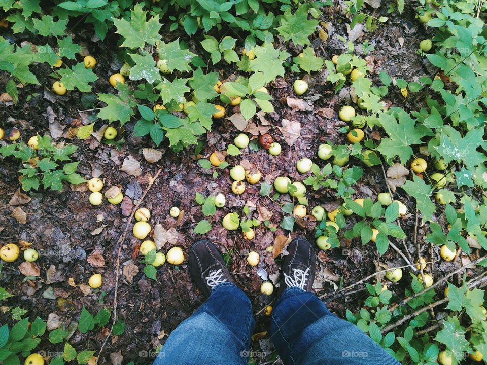 autumn apples underfoot lay on the grass