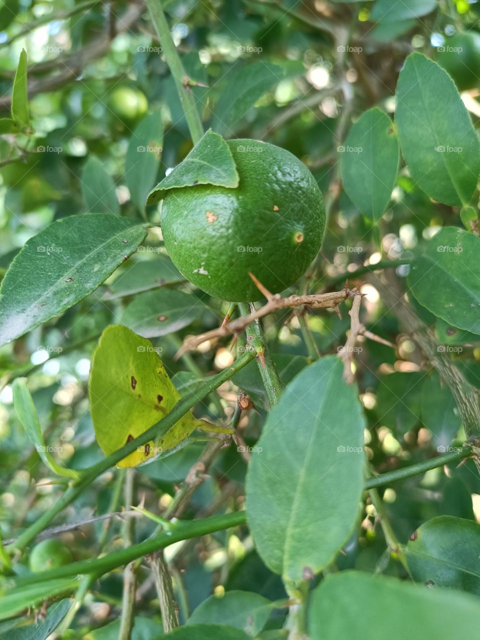 lemon tree