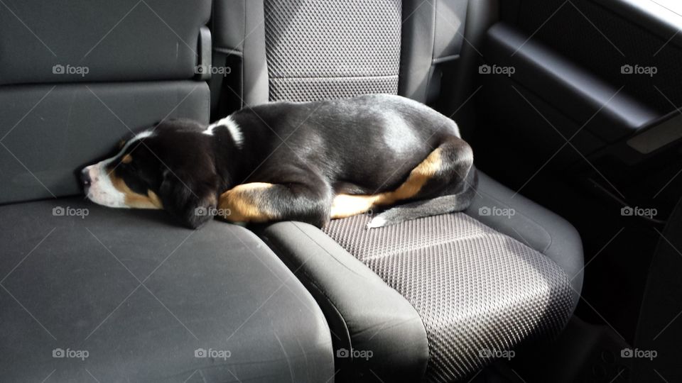 Swissy Puppy In Car