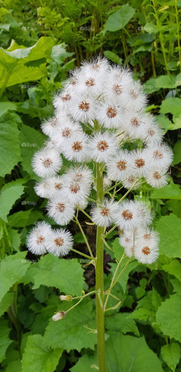 Flower in mountain