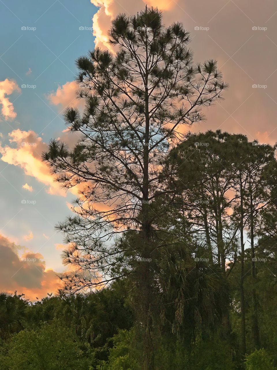 Pine tree silhouette against colorful clouds.