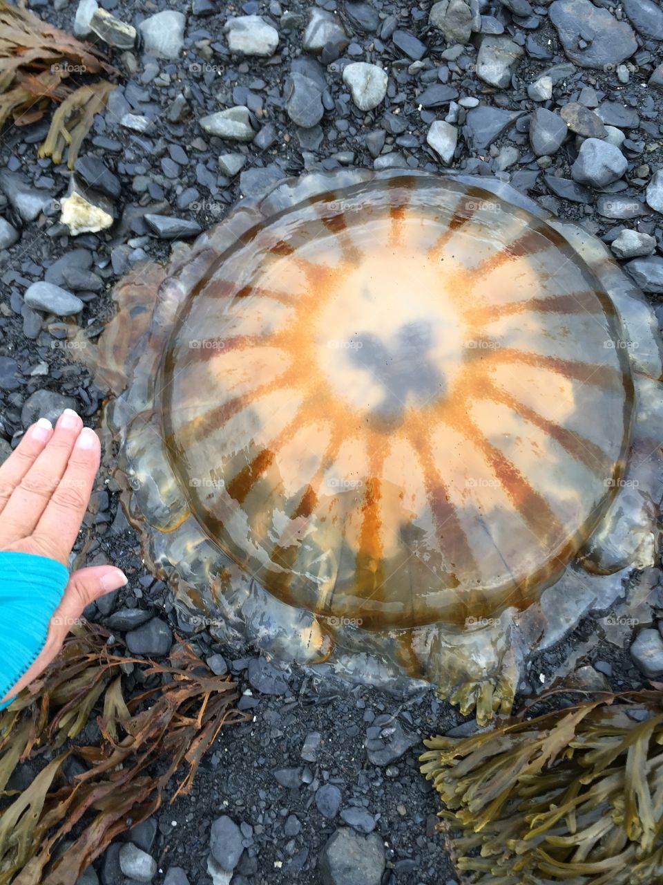 Alaskan beach find