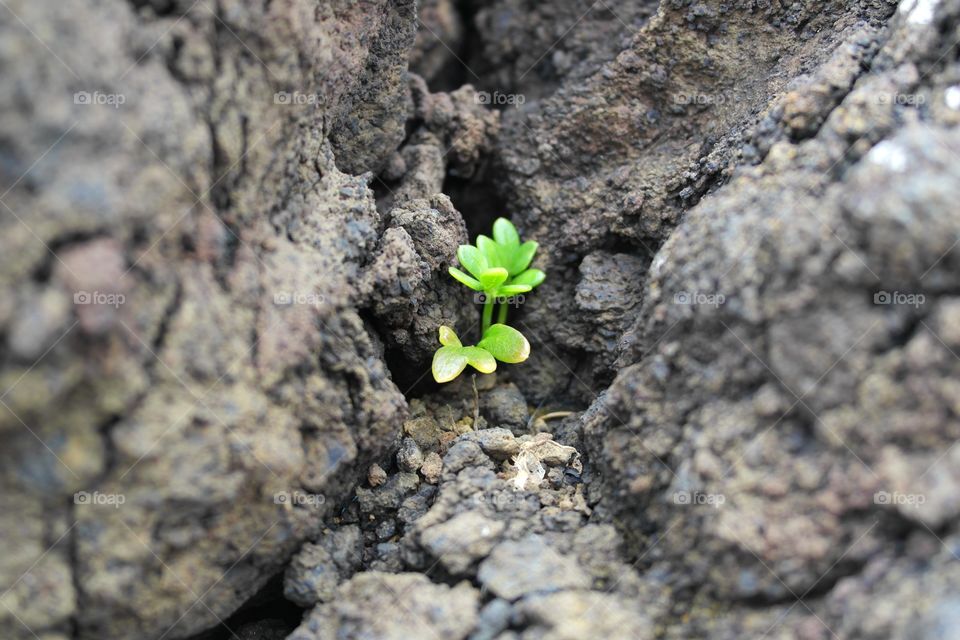 Small plant on the rock