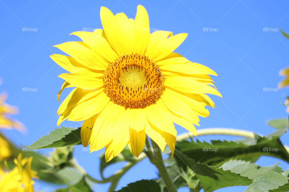 Happy Sunflower