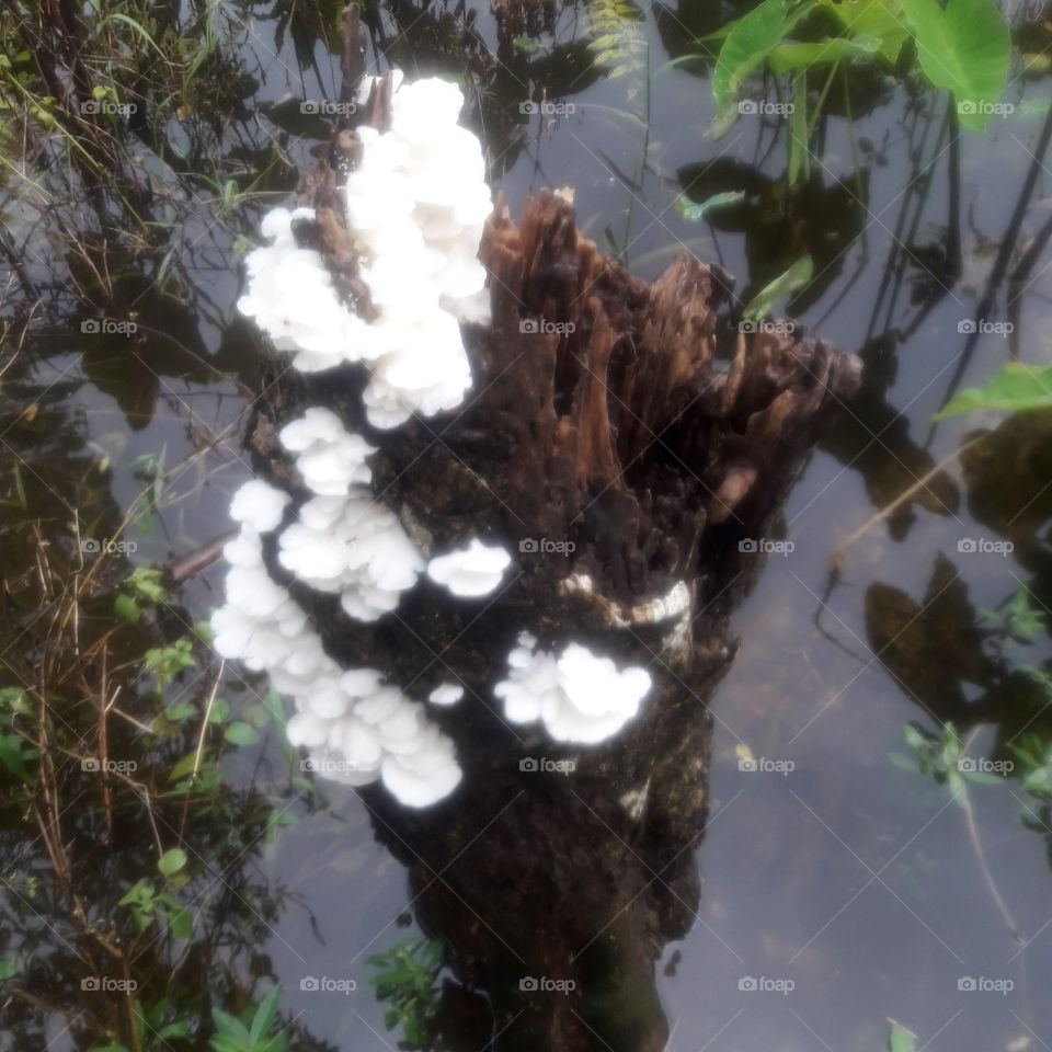 white musrom on a wood