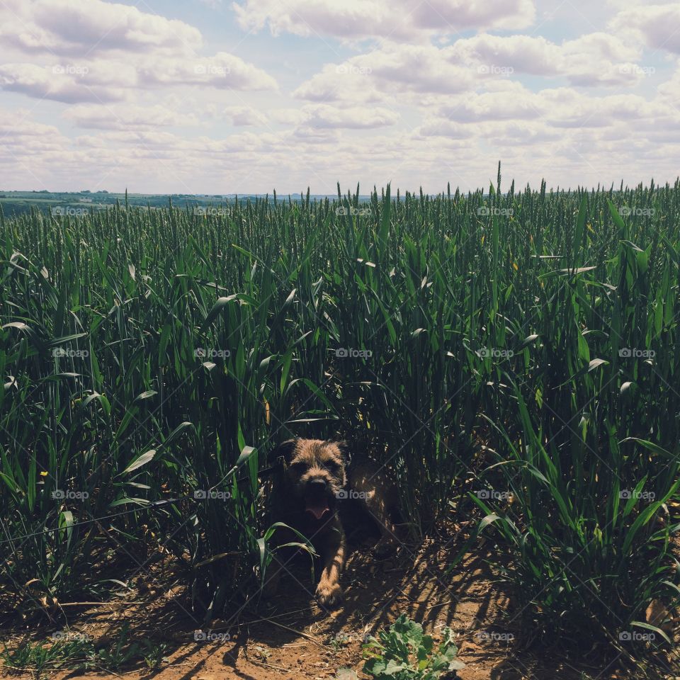 Dog in a crop field
