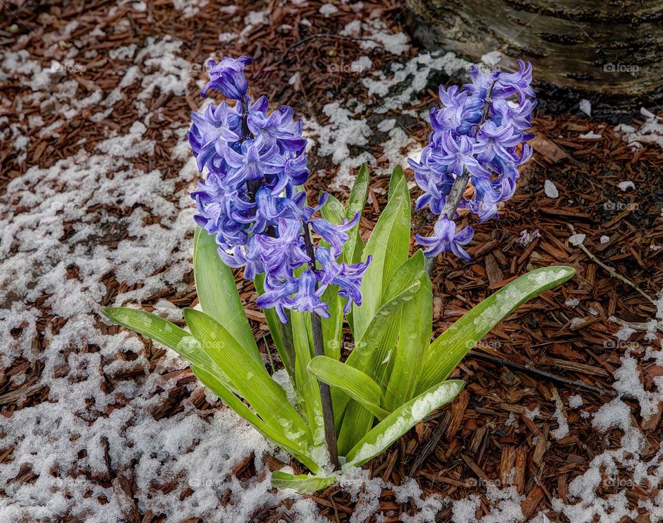 the transition between seasons can evoke a sense of nostalgia. Winter often brings cozy memories and a unique ambiance that can be missed as spring arrives