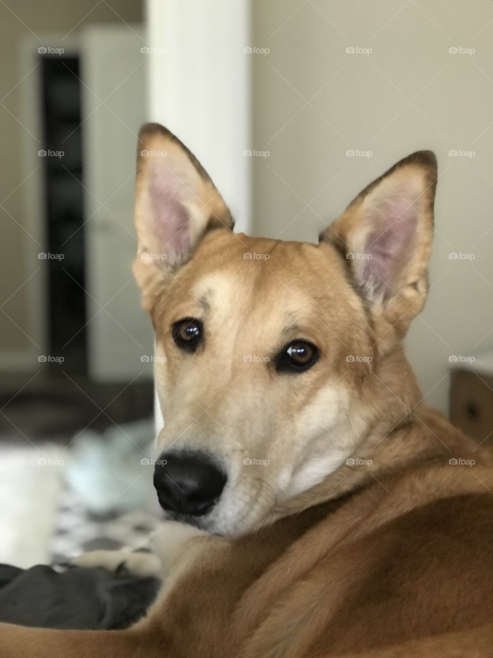 Big beautiful Bronc sitting. 