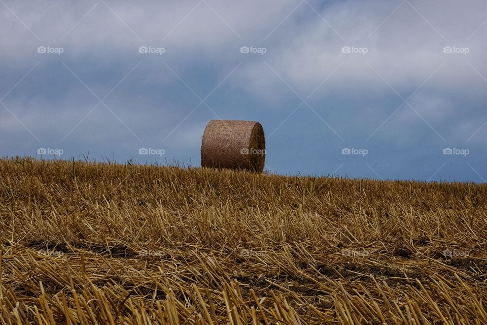 Hay bale on a summer landscape in the countryside