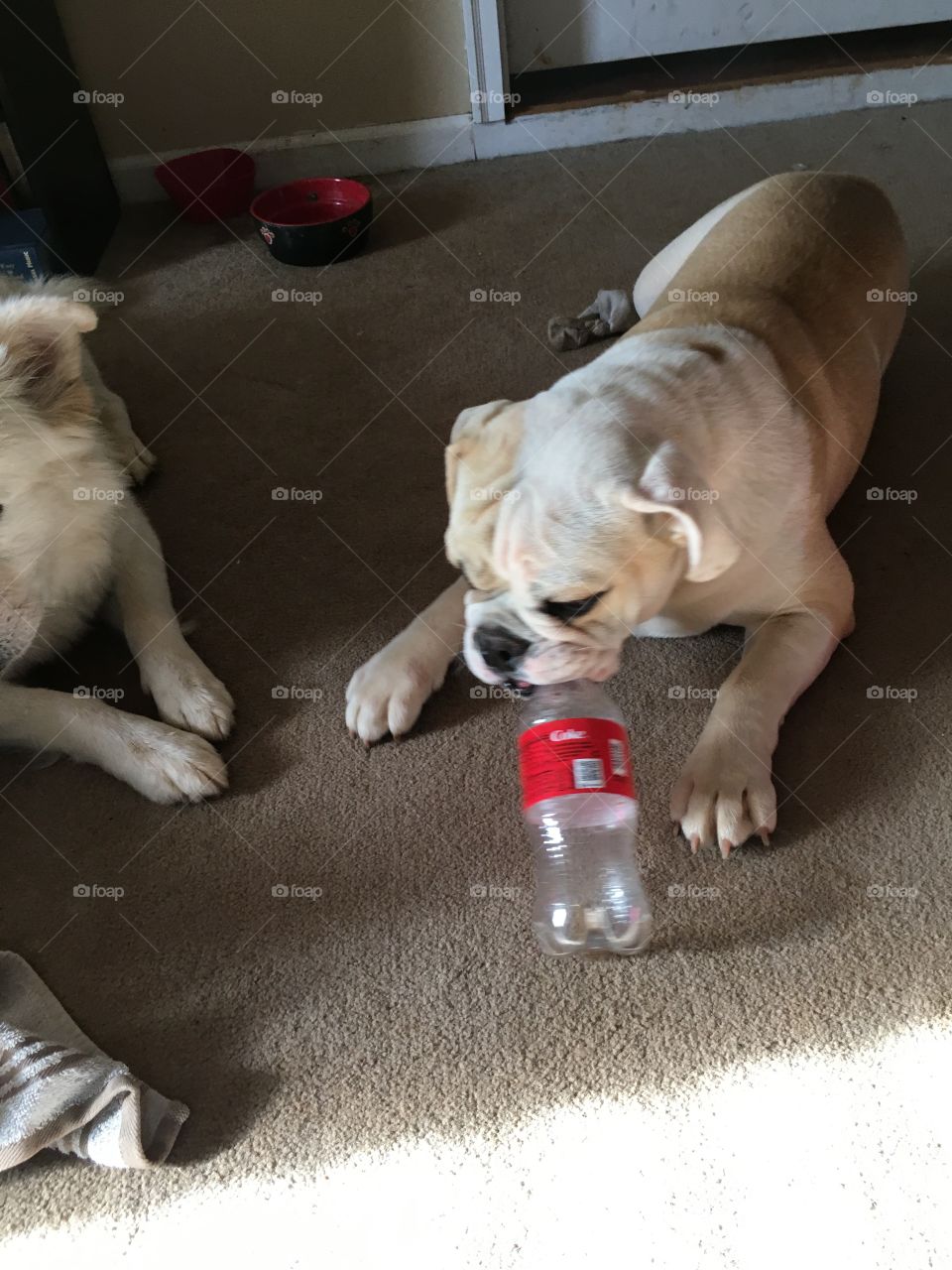 Just a little cola while playing! Lol