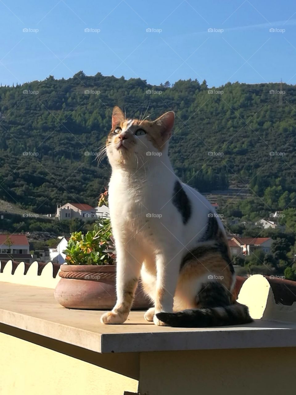 Cat in sun II.