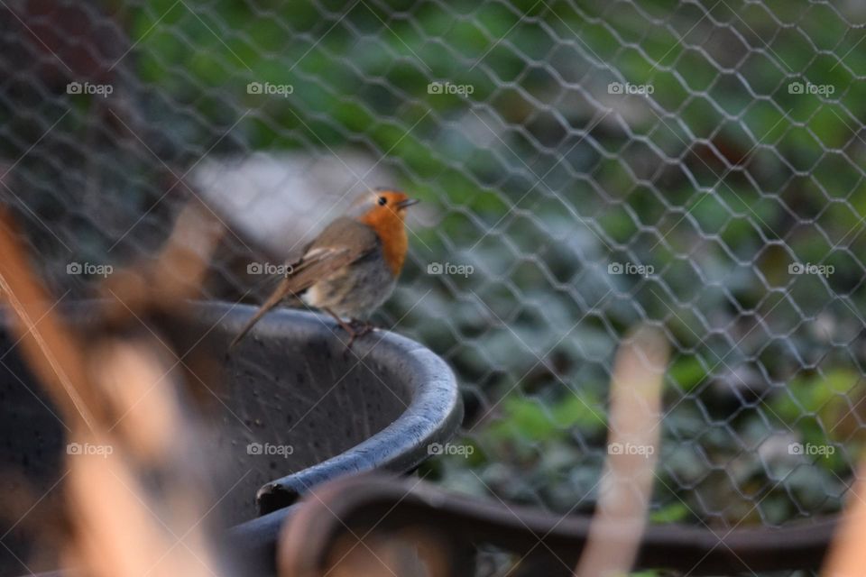 beautiful Robin