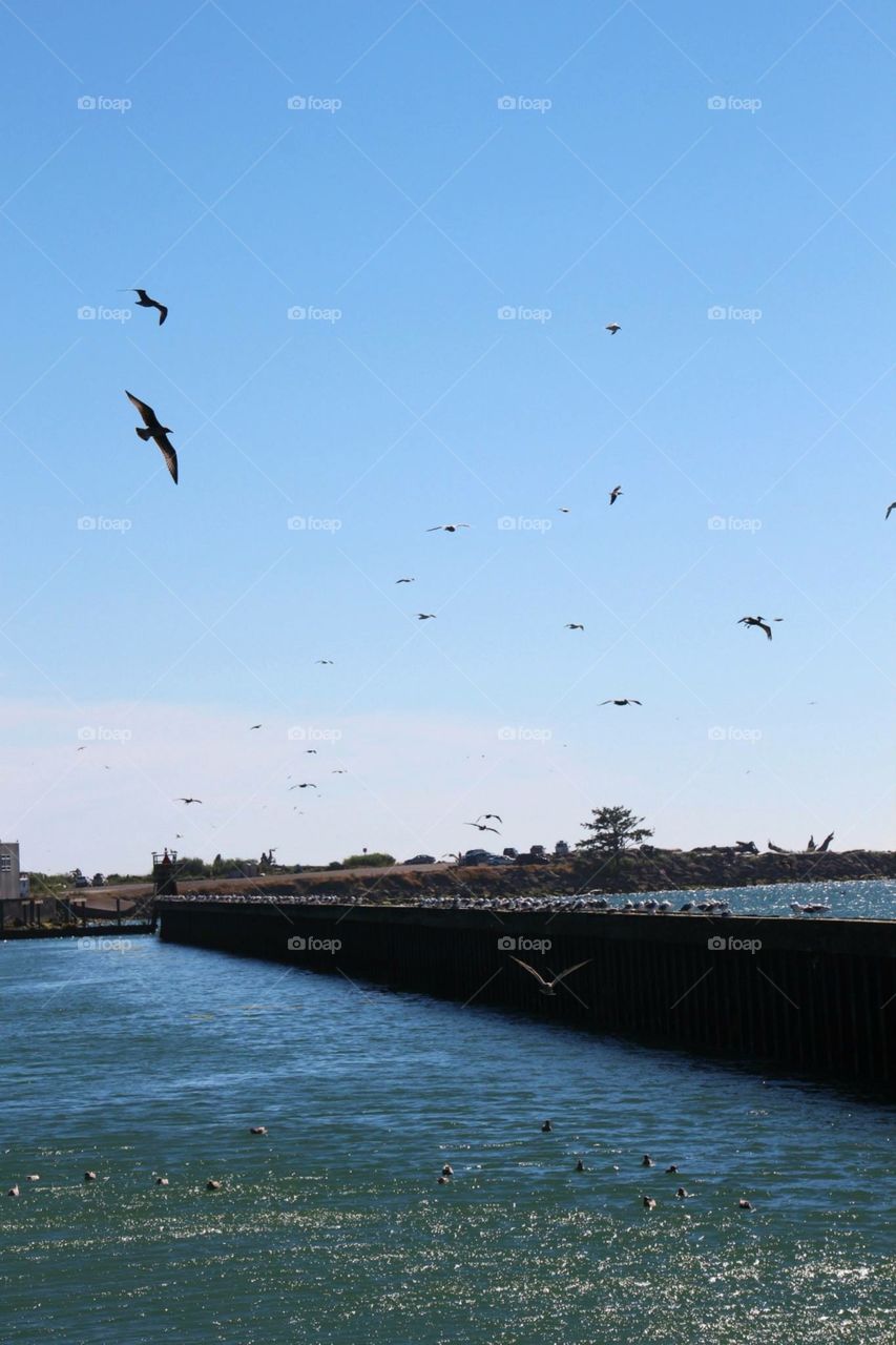 Bird, Water, No Person, Seagulls, Sky