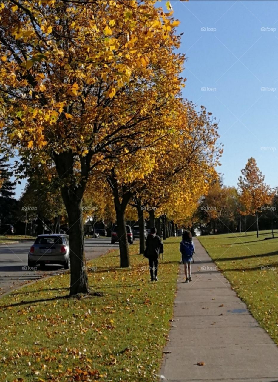 street view in Fall