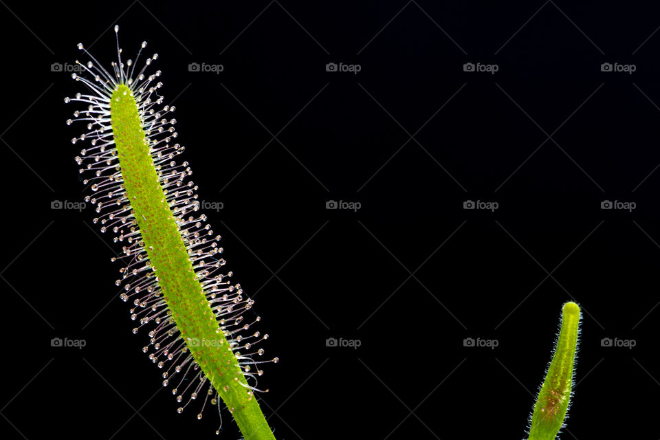 Drosera