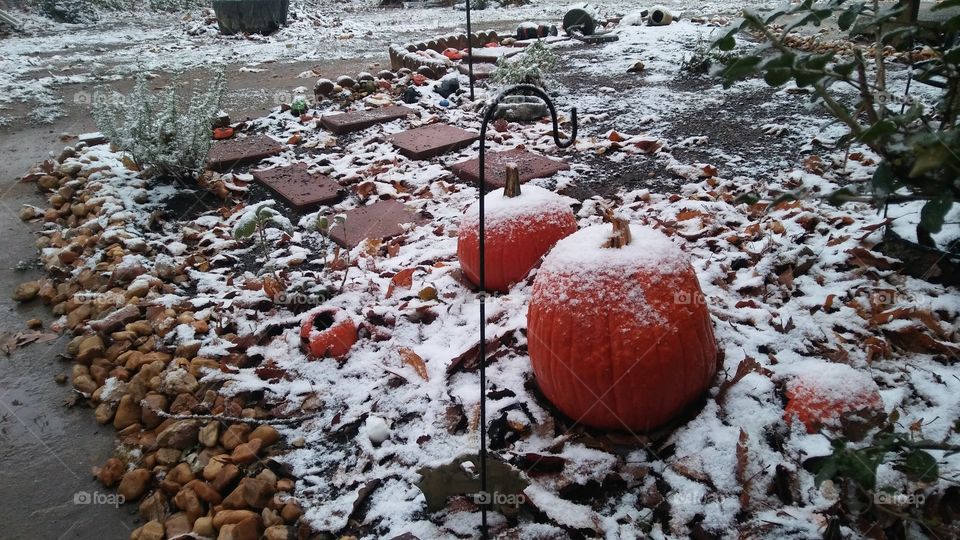 Snowy Pumpkin Winter.🎃❄