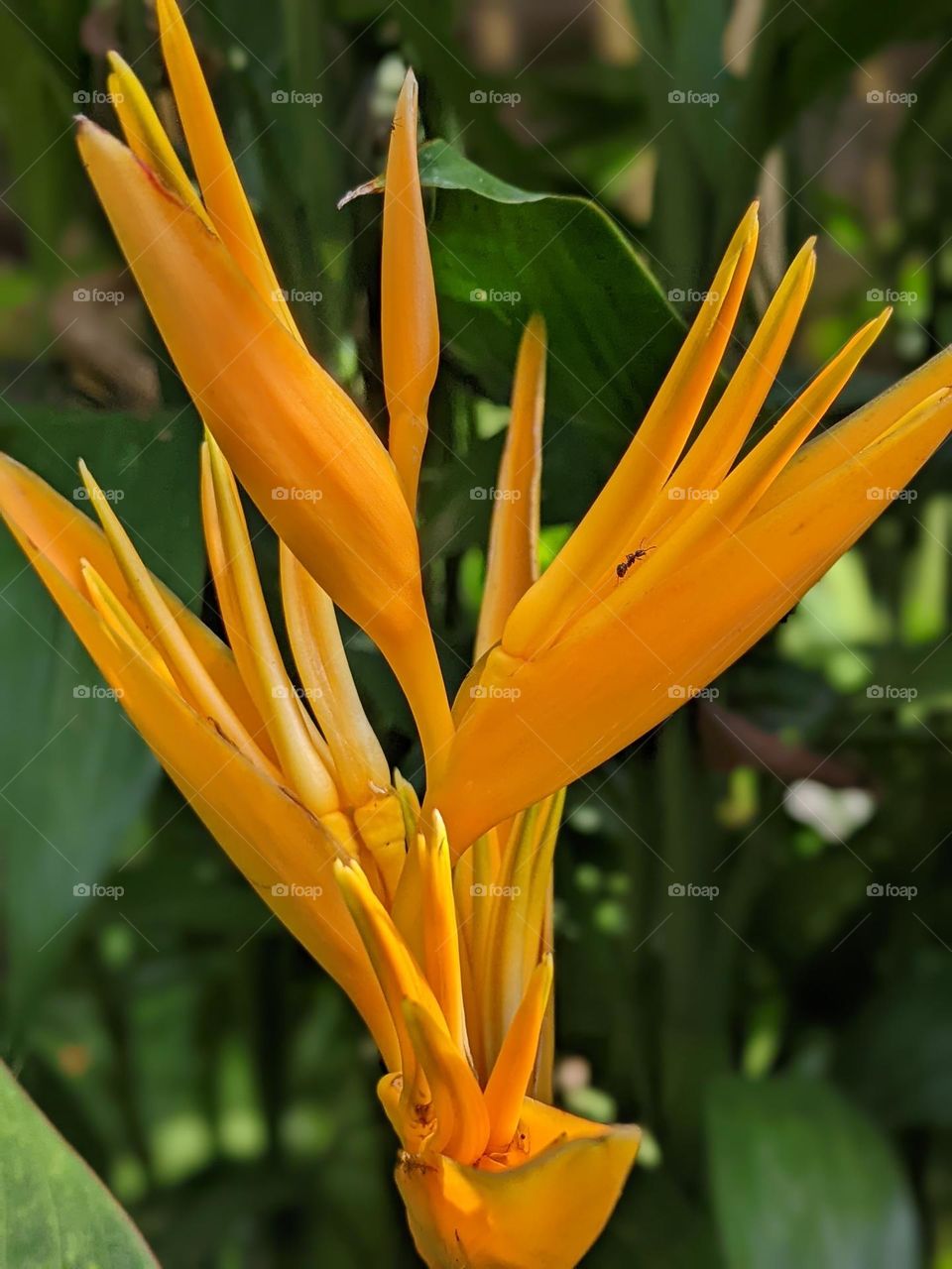 Heliconia psittacorum