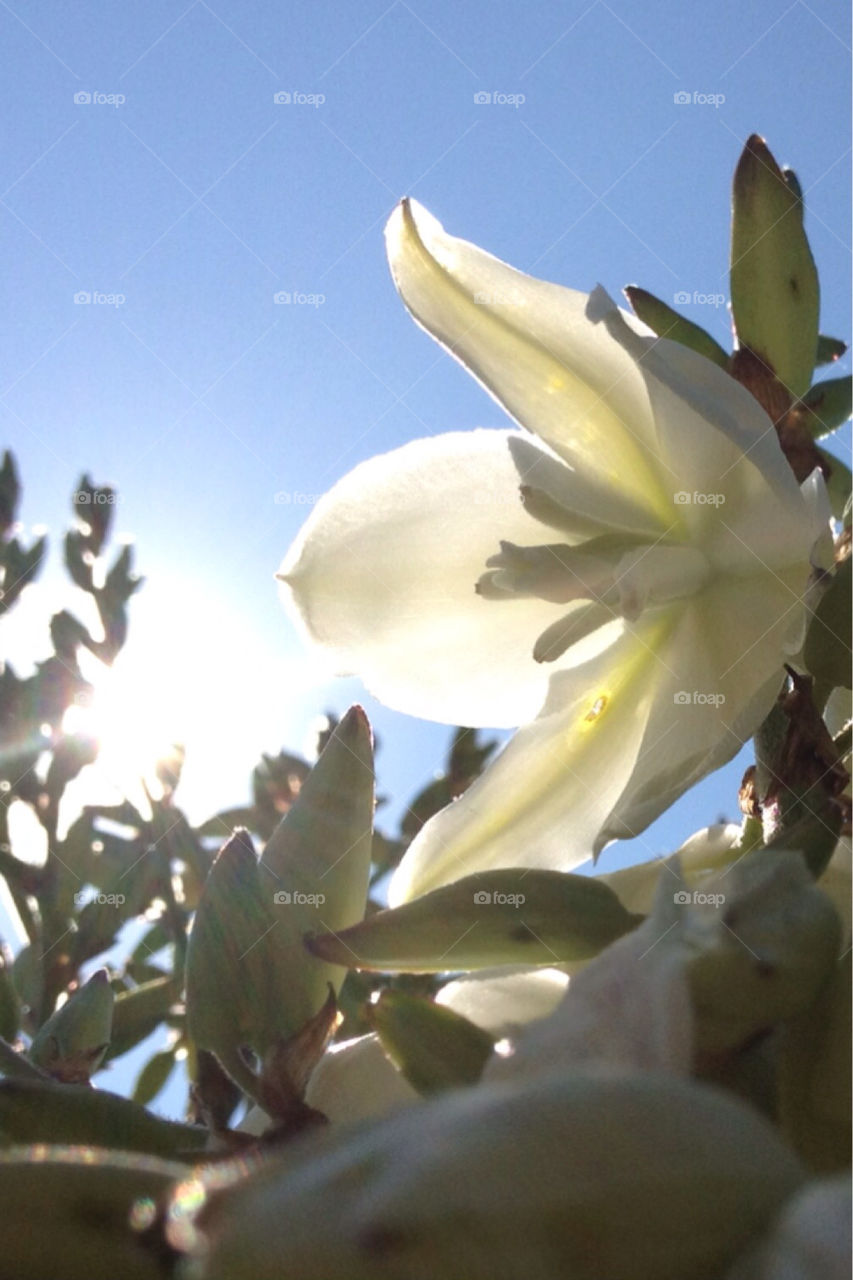 garden sun sunlight outside by jerseyjewels