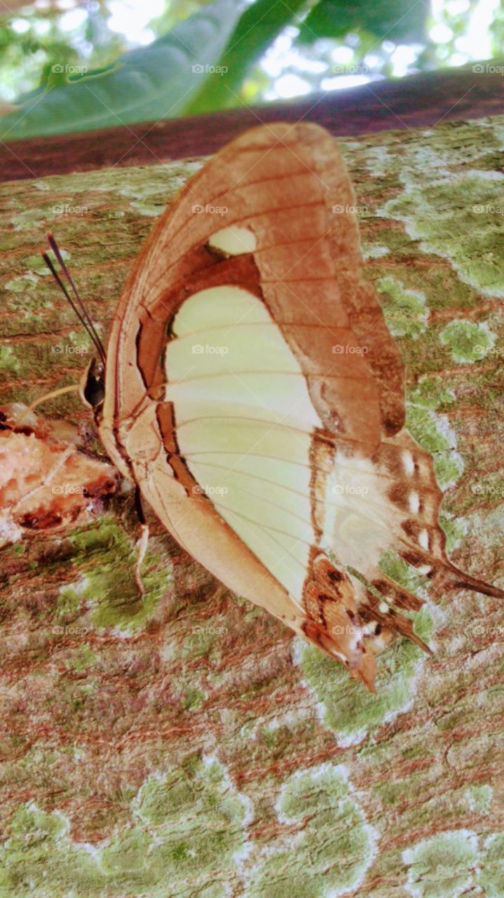 Butterfly perched on a tree