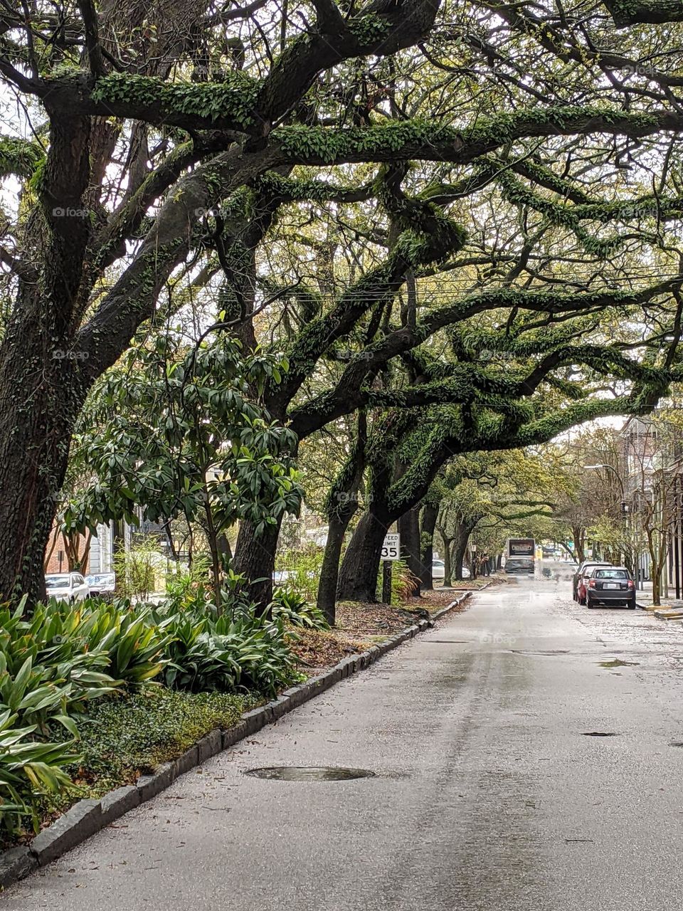 green mossy trees lining this New Orleans street