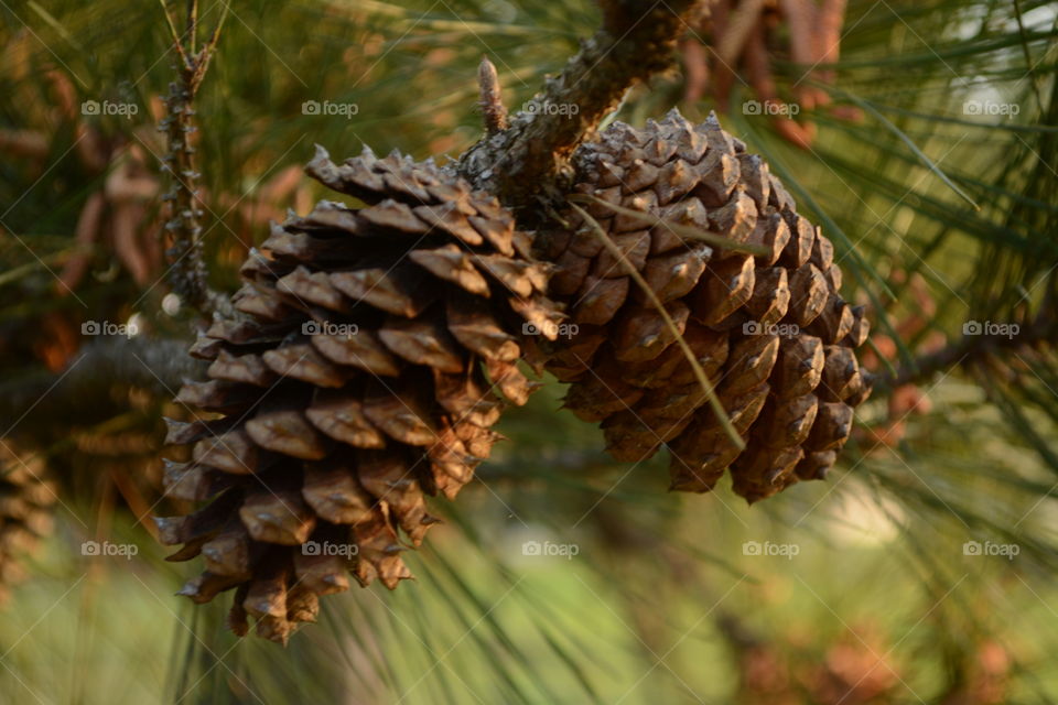 Conifer tree