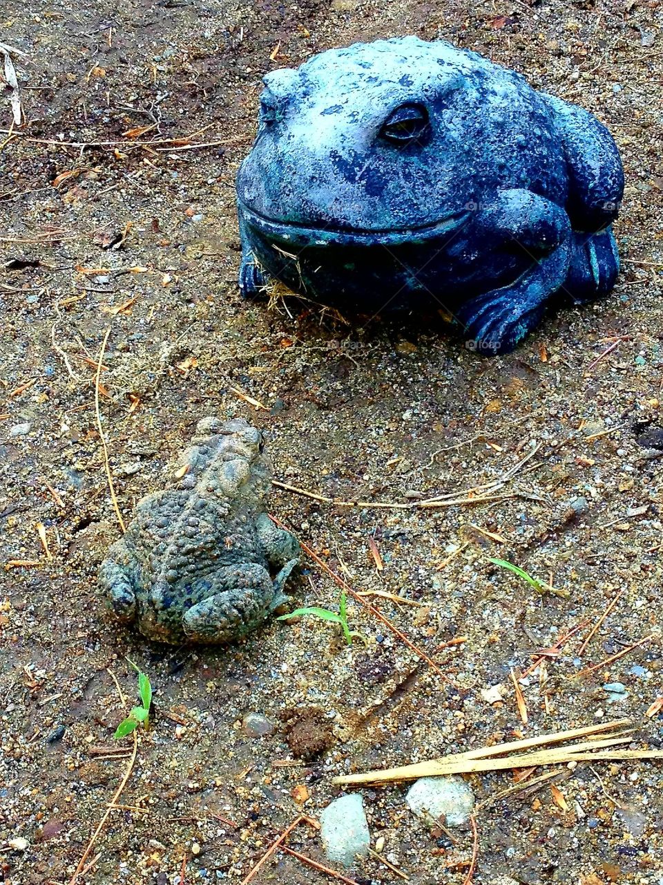 Funny looking standoff shows a large toad face to face with a frog statue. These amphibians are on dirt and not stopping their stare. This will last a while.