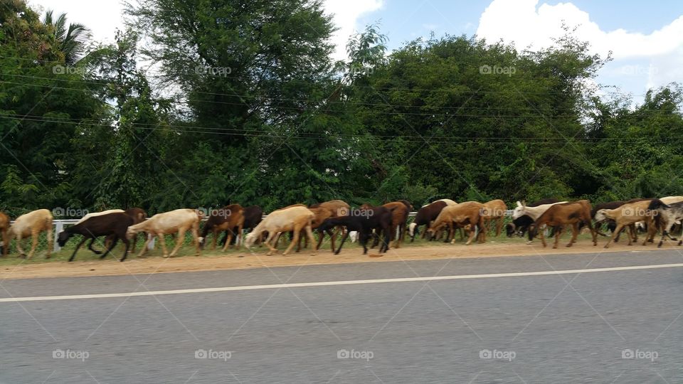 goat on highway