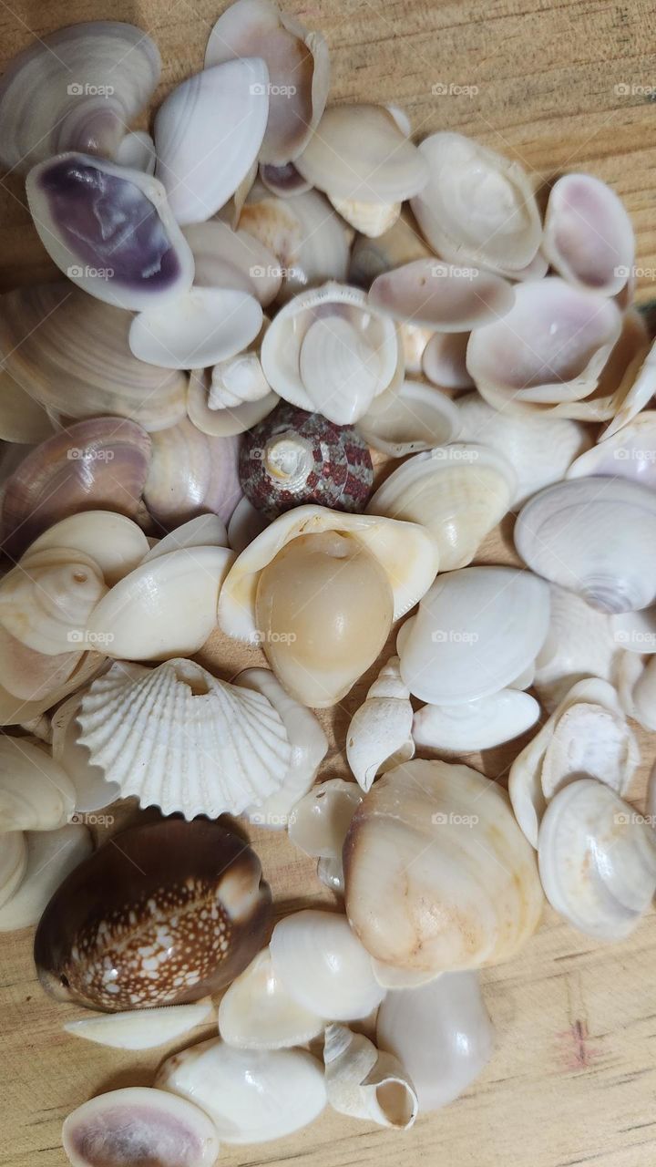 Shells
