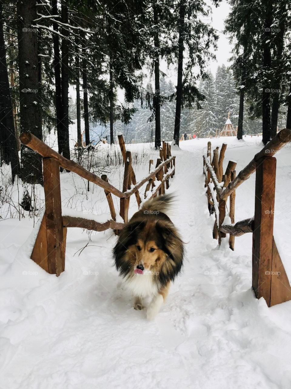Dog walk in the winter forest