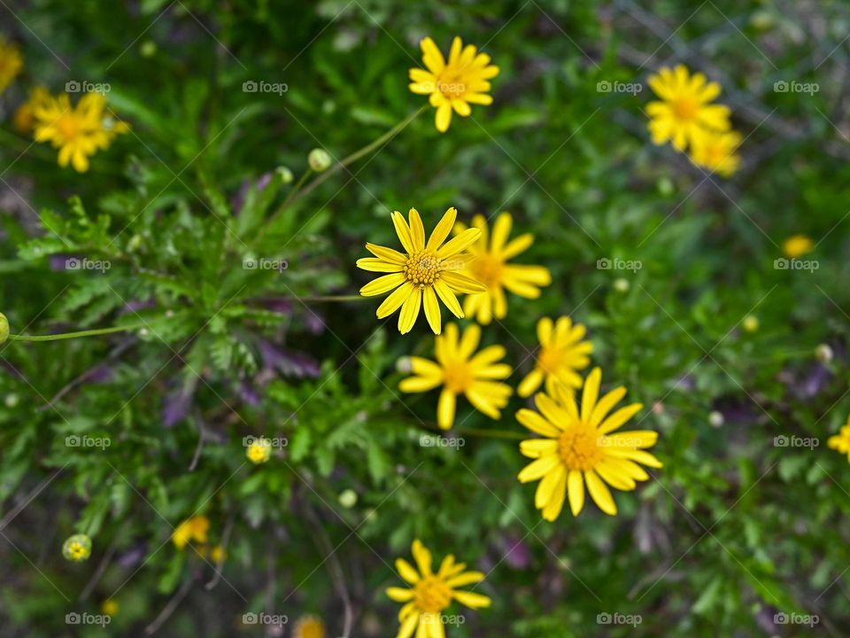 flores silvestres